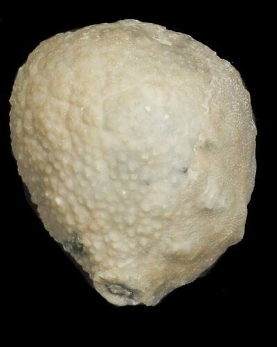 Cystoid (Holocystites) Fossil - Indiana #61998